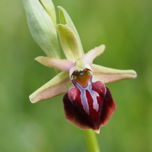 Ophrys sphegodes ssp mammosa